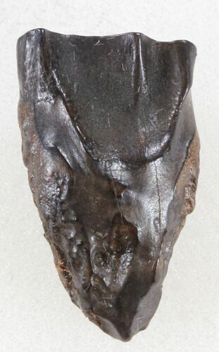 Triceratops Shed Tooth - Montana #38607